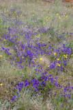Viola adunca Early blue violet