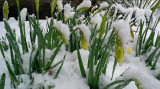 COLD JONQUILS - ISO 400