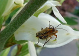 BUG LOVE - ISO 200