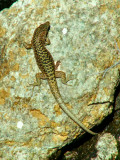 Des lézards en veux-tu en voilà sur le gr20.