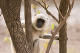 Ranthambore game preserve
