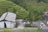 ubud, Bali. rice terraces