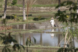 ubud, Bali. rice paddy