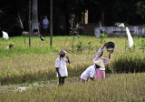 yogyakarta, farming