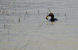 Black necked greebe with its prey - Zampullín cuellinegro - Cabussó coll-negre