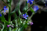 Blue flower
