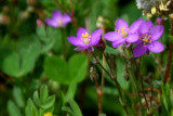 Pink flowers