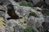 Griffon Vulture - Gyps fulvus - Buitre leonado - Voltor Comú