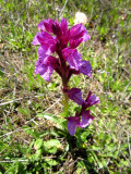Orchid