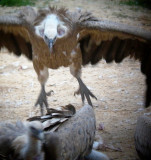 Griffon Vultures - Gyps fulvus - Voltor comú - Buitre leonado - Gåsegrib