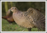 British birds!