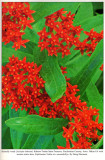 Butterfly-weed, Audubon Wildflower Calendar, 1993