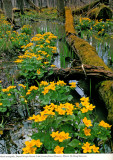 Marsh Marigolds, Sierra Club Wall Calendar, 1992
