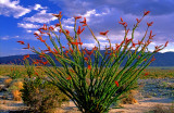 Ocotillo, Anza Borrego State Park, CA