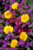 (DES 51) Phacelia, desert marigold, and penstemon, Florence Junction, AZ