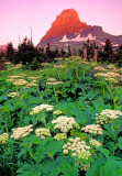 Cow Parsnip, Logan Pass, Glacier National Park, MT