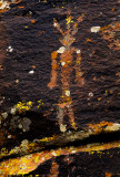 Lichen man, AZ