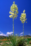 (DES 53) Yuccas, Yavapai County, AZ