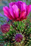 Cane cholla, Yavapai County, AZ
