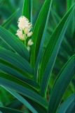 Starry false solomon seal, the Ridges Sanctuary, Door County, WI