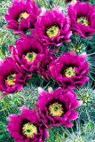 (C11) Hedgehog Cactus, AZ