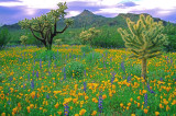 (DES4) Mexican gold poppies & lupines, Organ Pipe Cactus National Monument, AZ