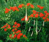 (PR4) Culver's Root & Butterfly-weed, IL