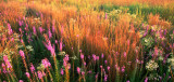 (PR3) Little Bluestem & Gayfeather, IL