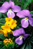 (PR5) Birdsfoot Violet and Pucoon, IL