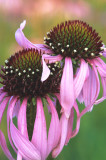 (PR9) Pale Purple Coneflowers, IL