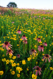 (PR10) Coreopsis and Pale Purple Coneflowers, IL