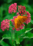 (PR11) Great Spangled Fritillary