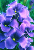 (PR13) Fringed Gentian, Ridges Sanctury, Door County, WI