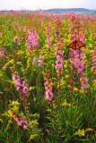 (PR17) Monarchs on Gayfeathers, IL