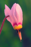 (PR19) Shooting Star, IL