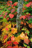 (NE10) NH Woods