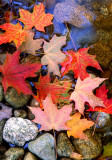 (NE5) Leaves at the edge of stream, VT