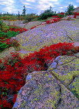 (NE15) Cadillac Mountain, Acadia National Park, ME