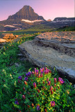 (CR25) Reynolds Peak and Explorer Gentians, Glacier National Park, MT
