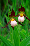 (O5) Andrews lady's-slipper, IL