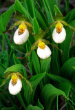 (O6) Small white lady's-slipper, IL