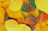 (CR29) Aspen leaves, Telluride, CO