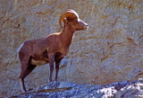 (CR32) Big horn sheep, Jasper N. P., British Columbia, Canada