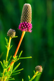 (SPG13) Prairie Clover