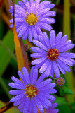 (SPG15) Smooth Blue Aster