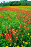 (TW8) Texas paintbrush, Lee County, TX