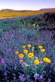 (DES22) Desert marigold and stock, Sycamore Canyon Road, AZ