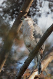 Cooper's Hawk