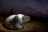 Halichoerus grypusGrey seal