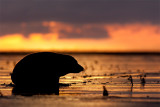 Halichoerus grypusGrey seal